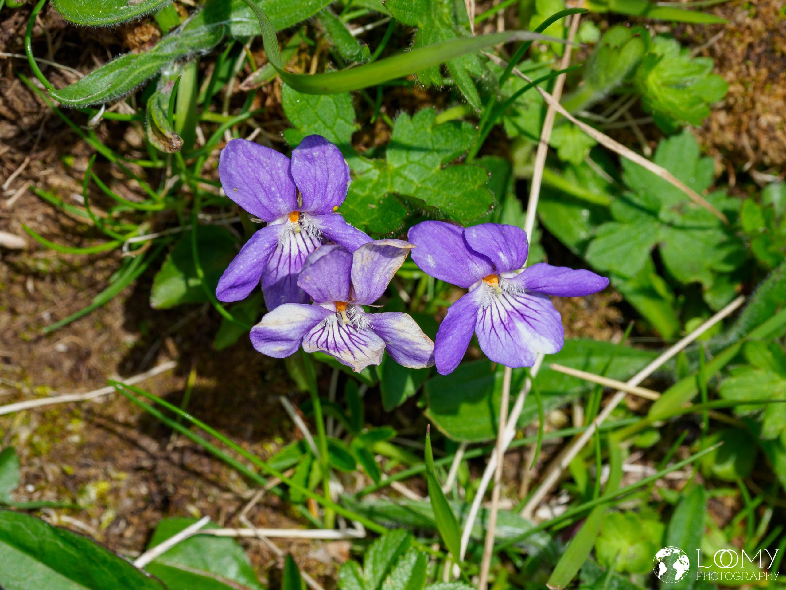 Waldveilchen