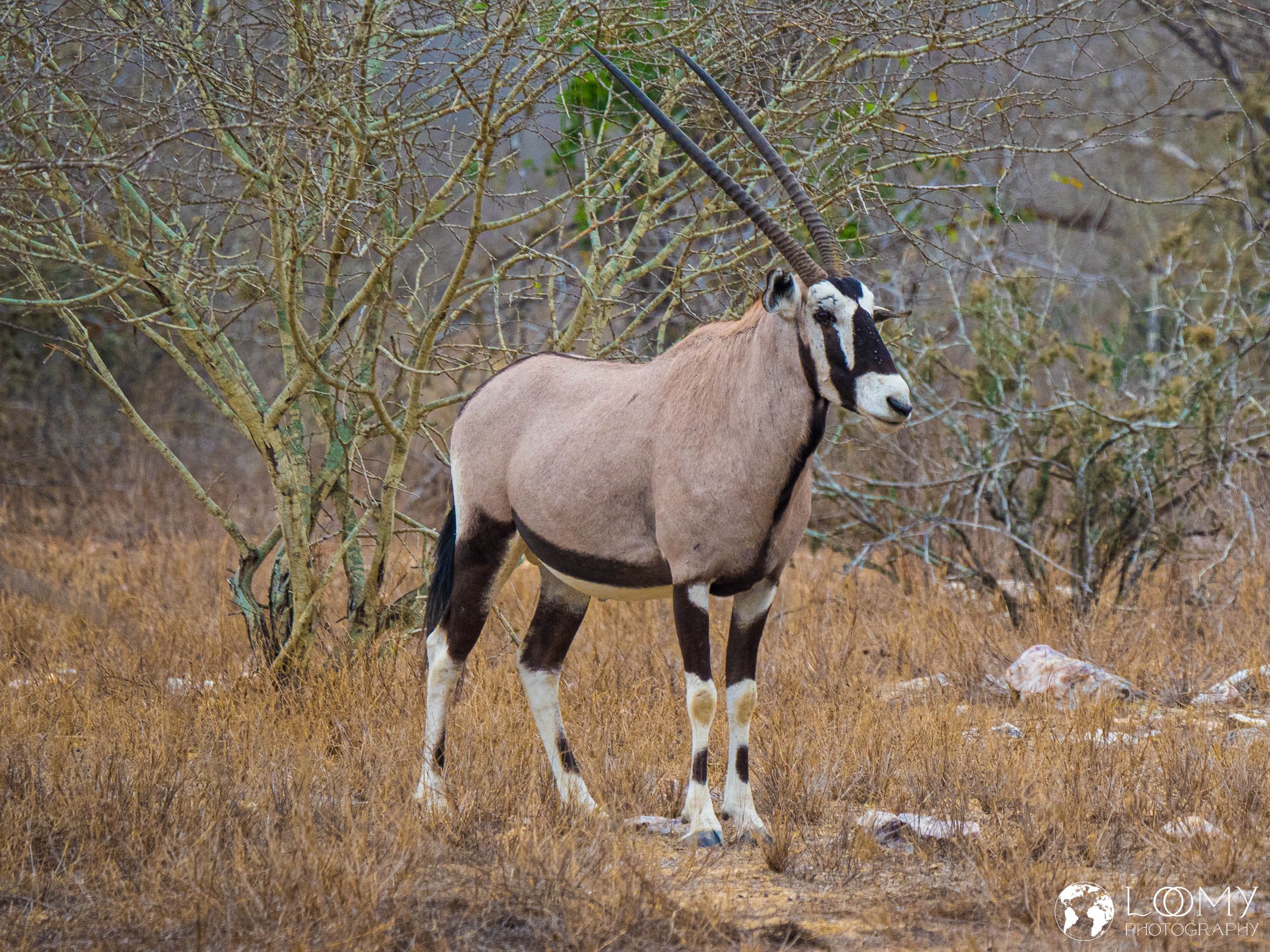 Oryx Antilope