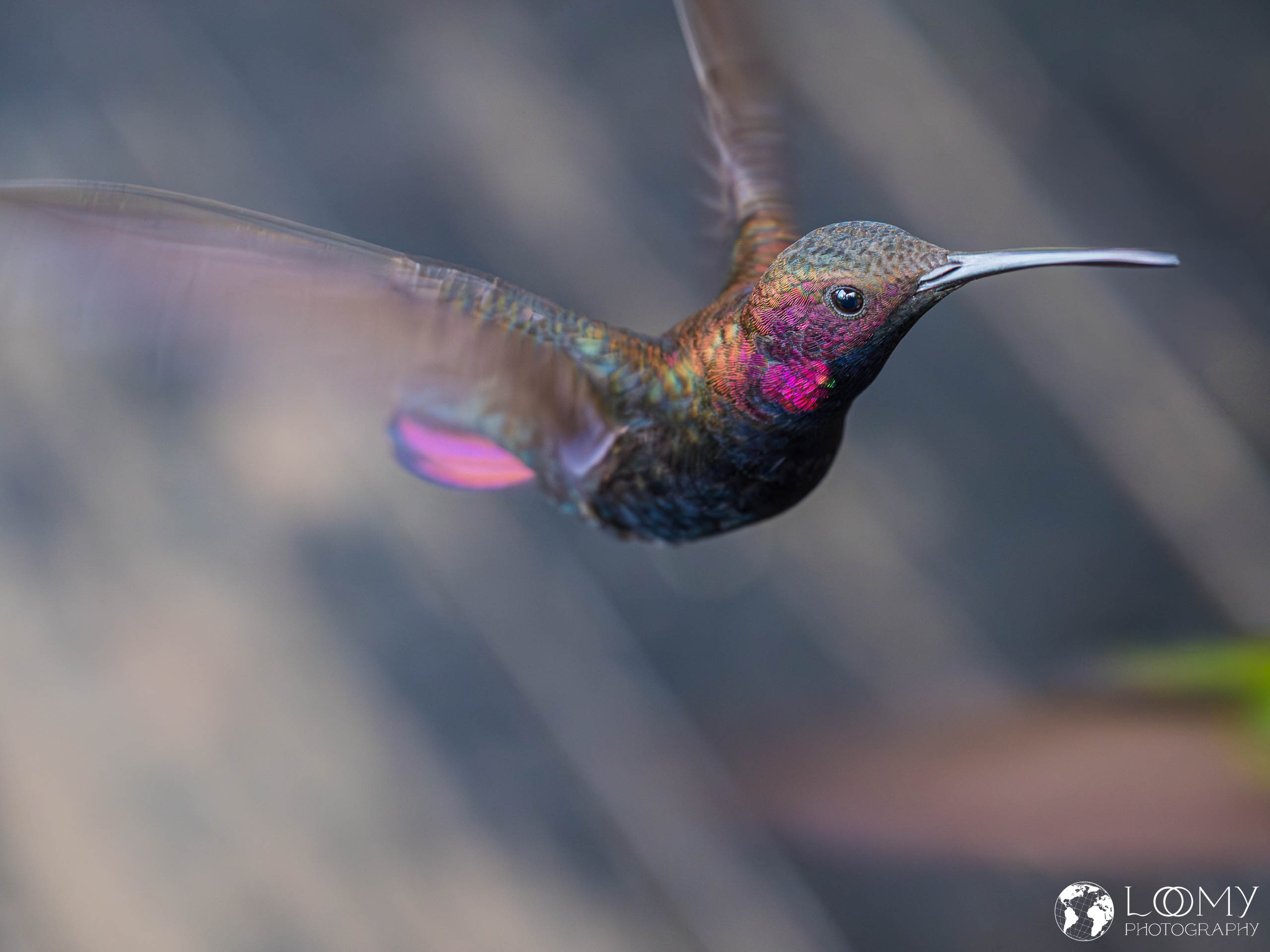 Jamaican Mango Kolibri