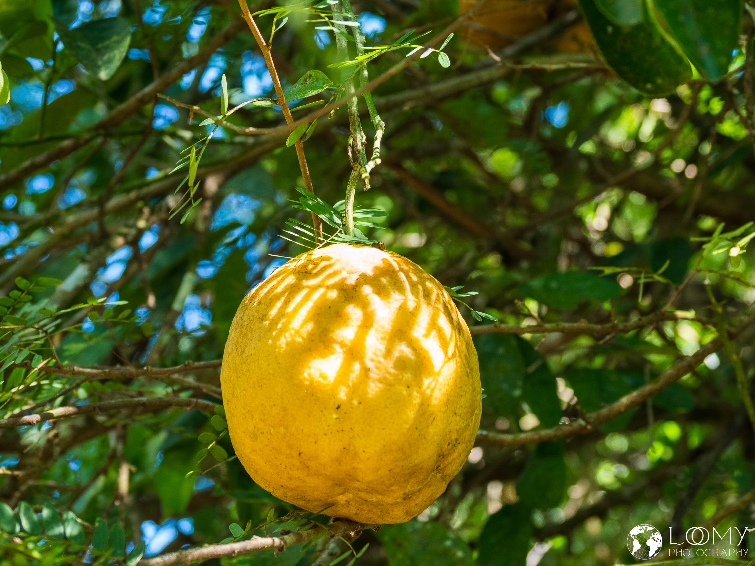 Giant Lemon
