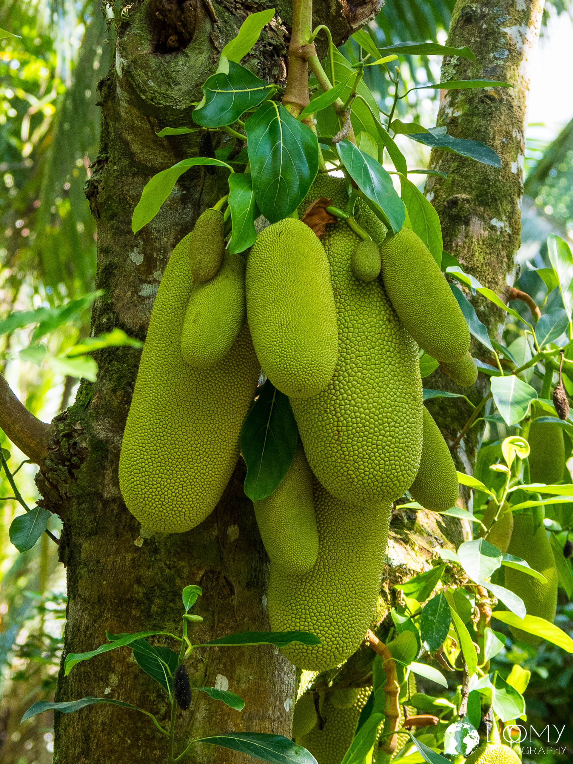 JAckfrucht