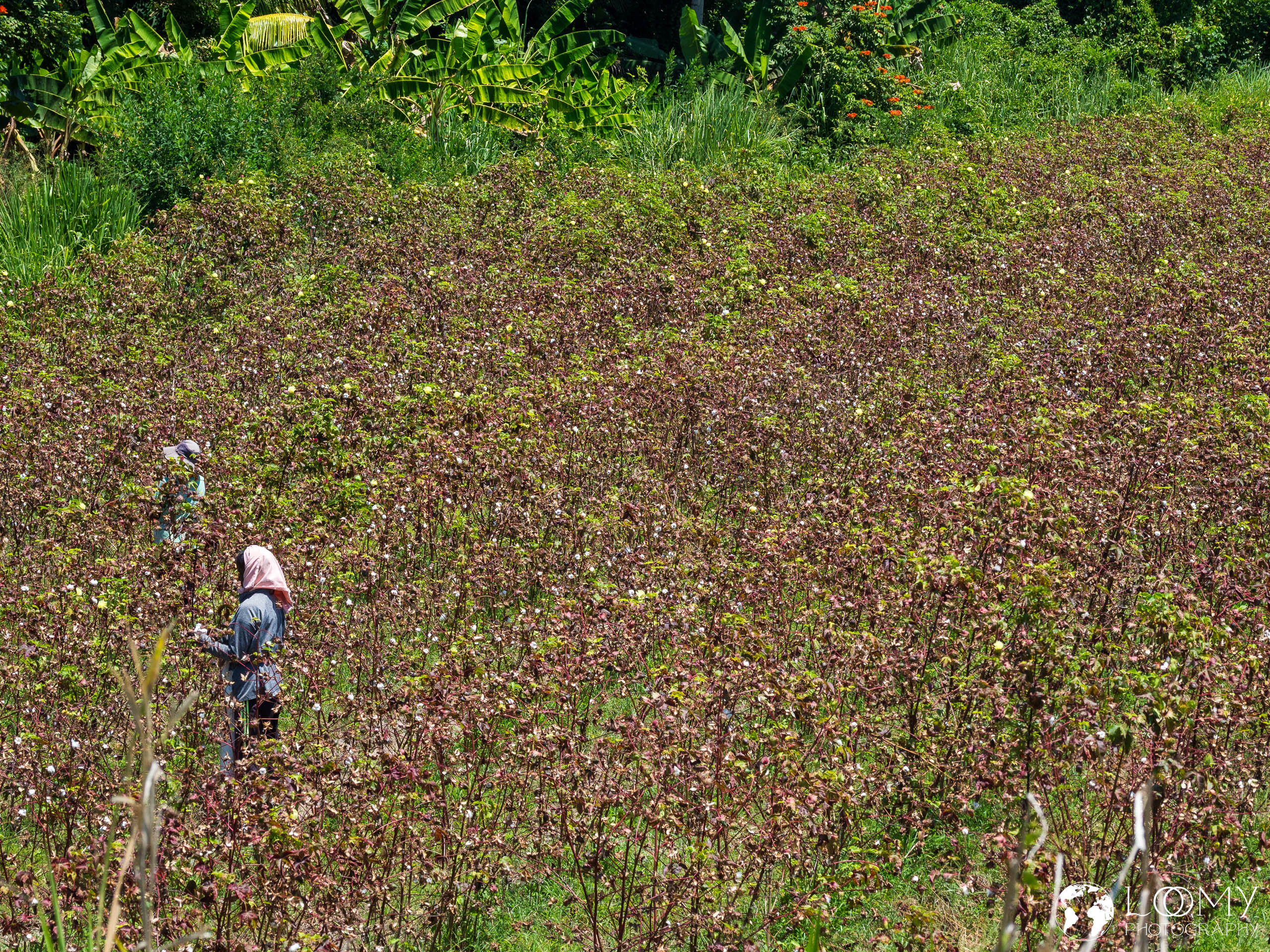Baumwollplantage