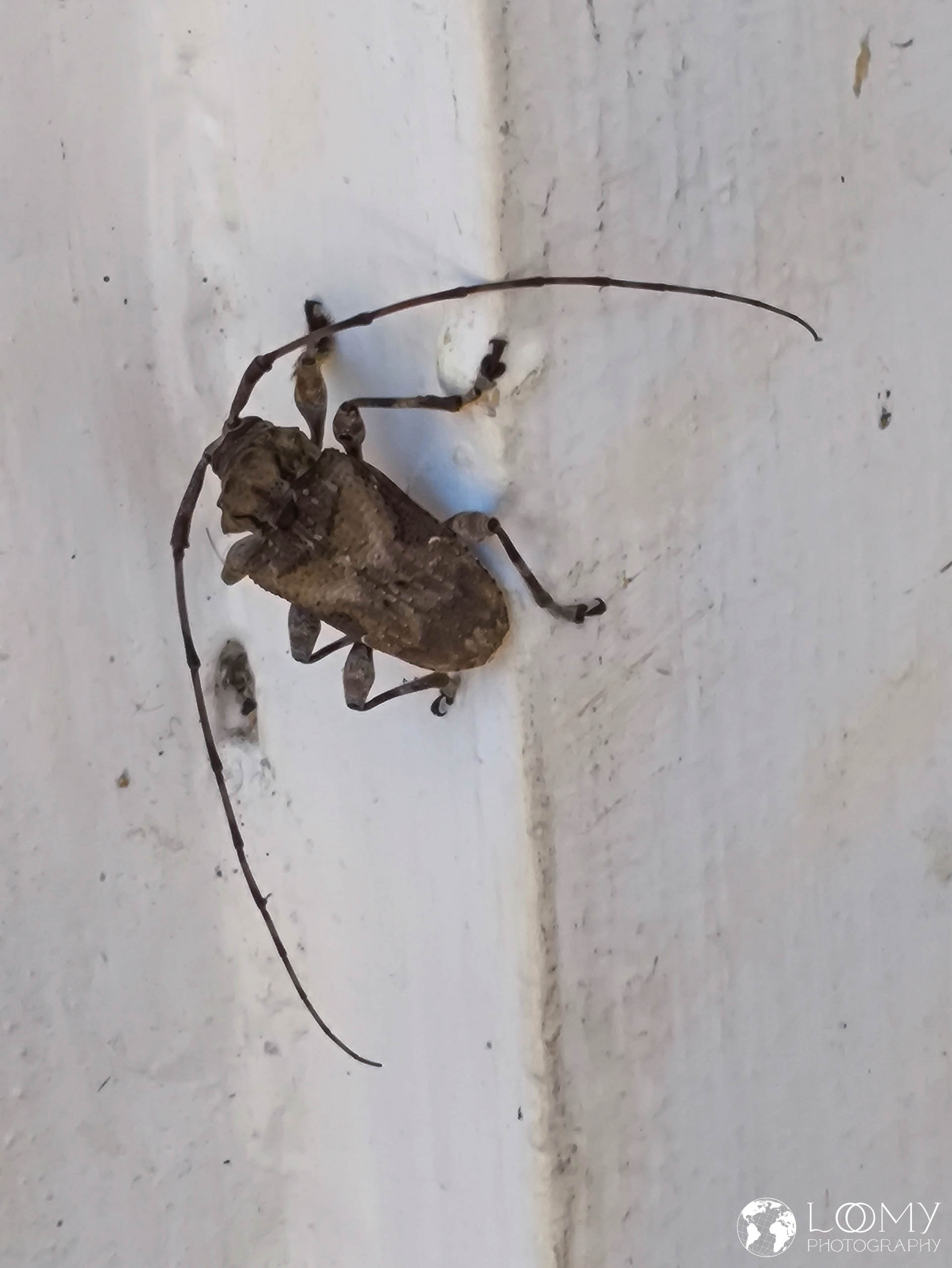 Woodman's Beetle