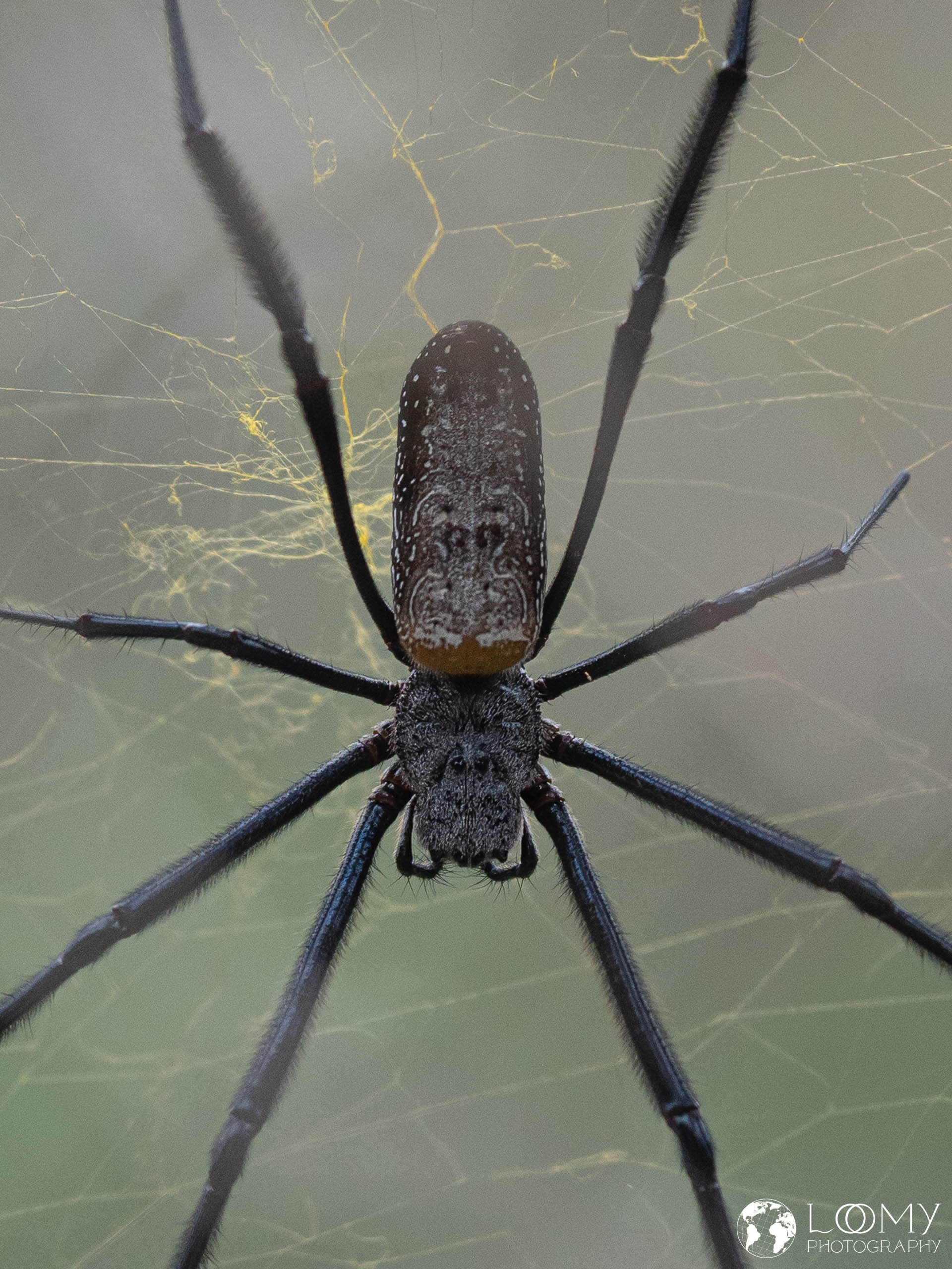 Goldene Seidenspinne