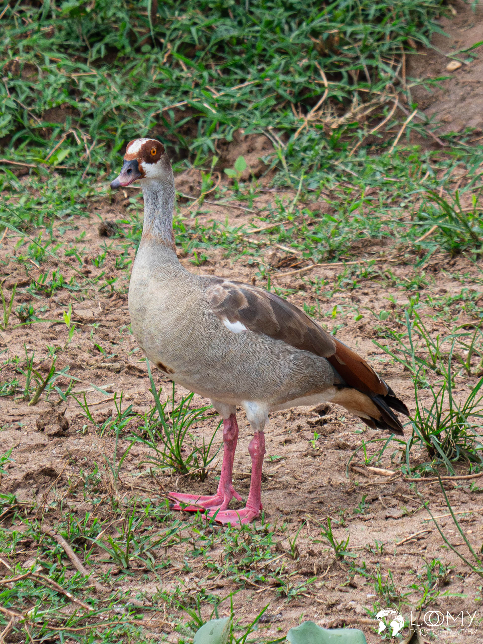 Nilgans