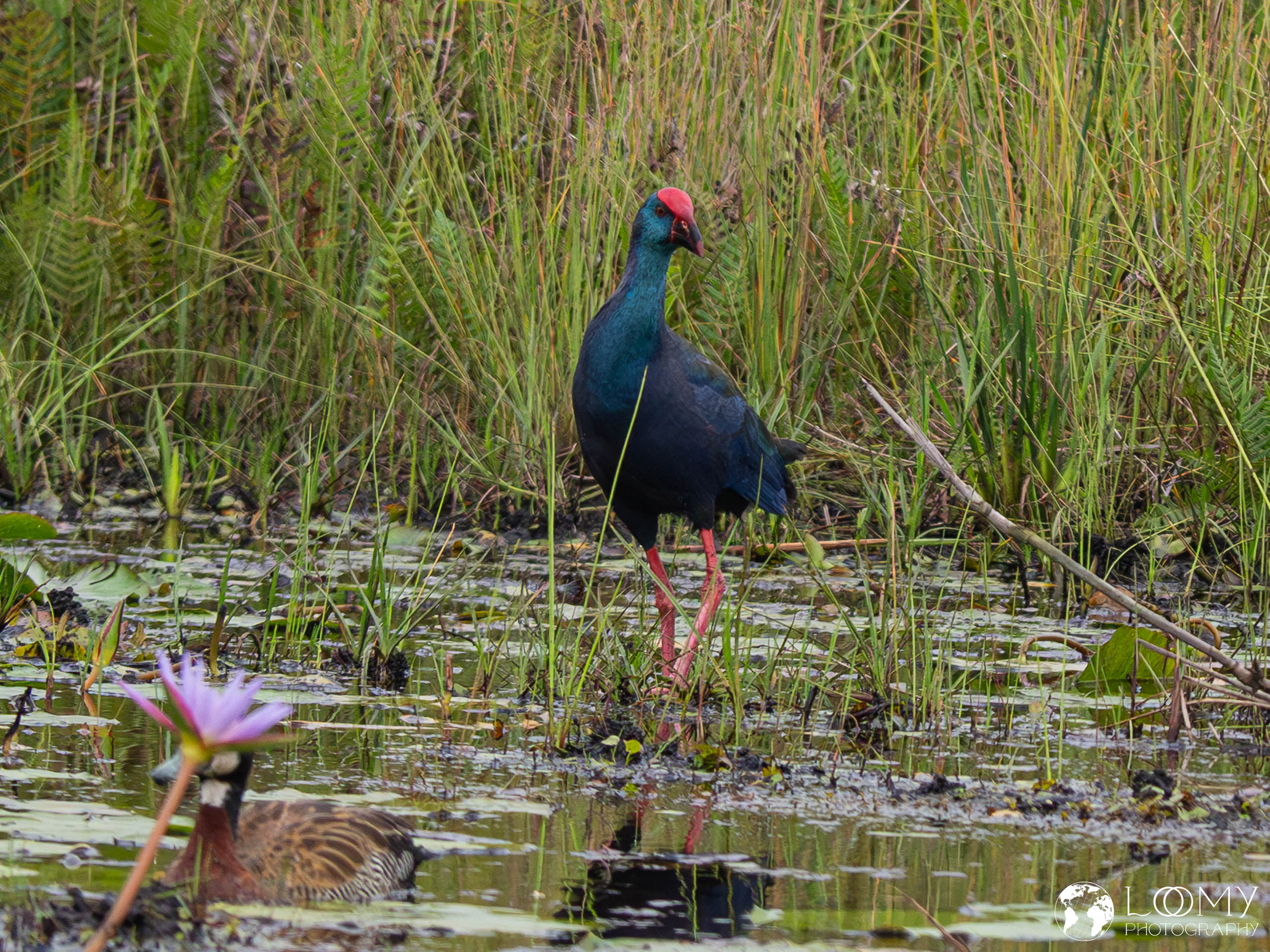 Afrikanisches Purpurhuhn