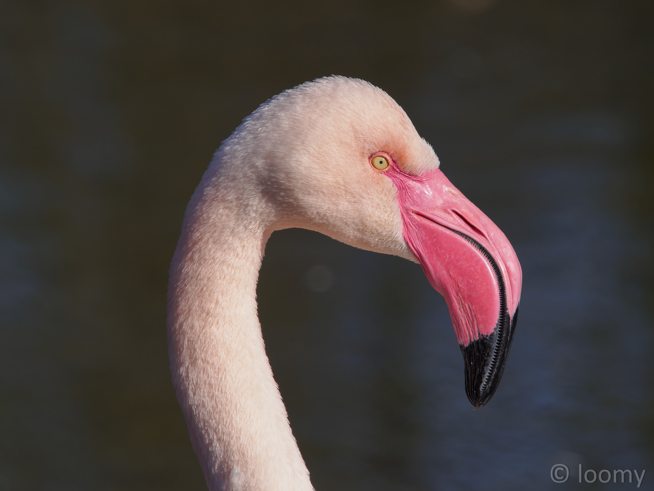 Flamingo
