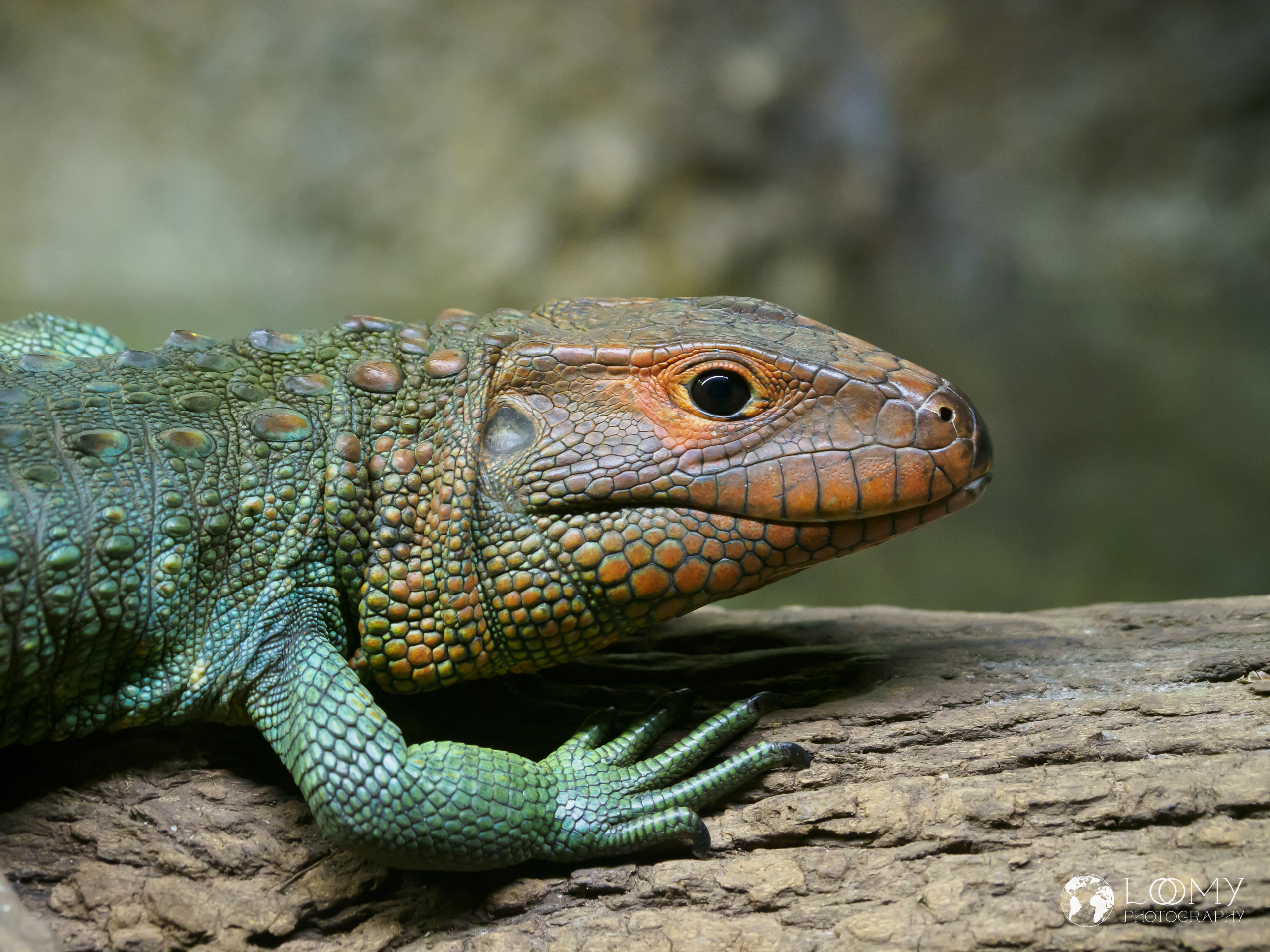 Caiman Lizard
